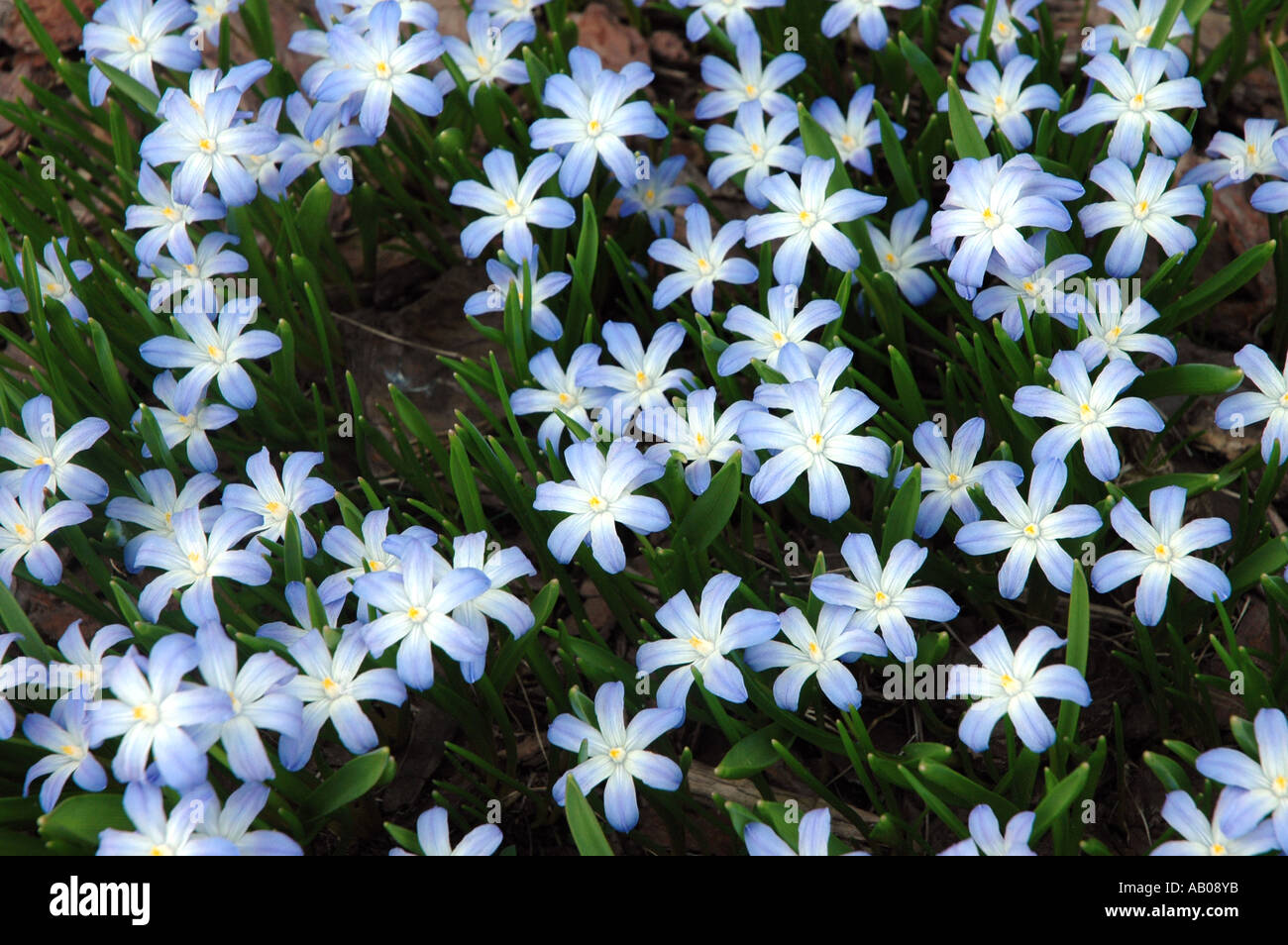 Gloria nella neve Chionodoxa Siehei fiori chiamato anche Bluebell Foto Stock