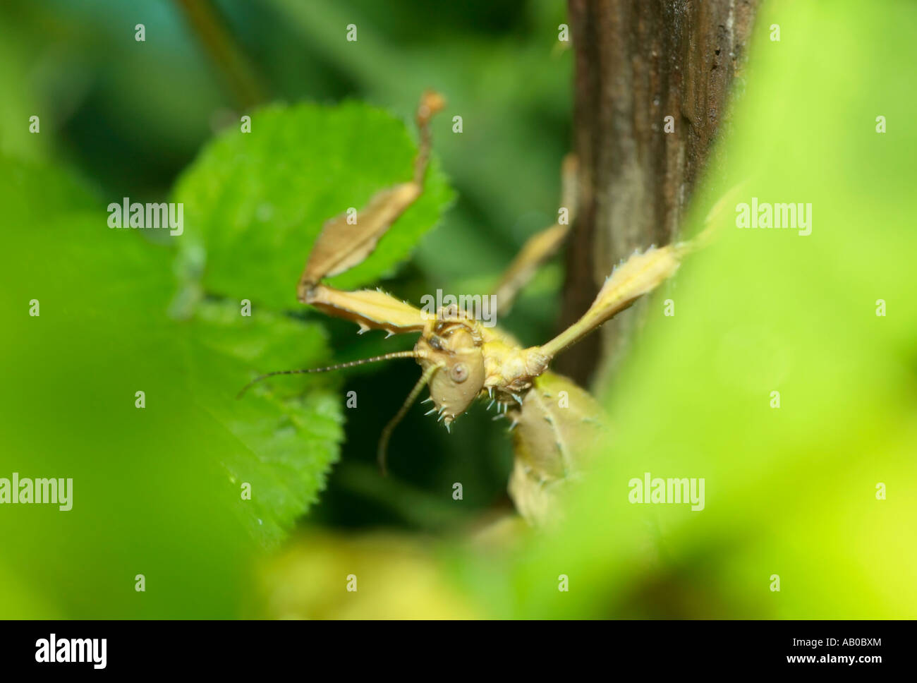 Macleays Spectre Stick Insect )Extatosoma tiaratum) salendo su un ramo Foto Stock