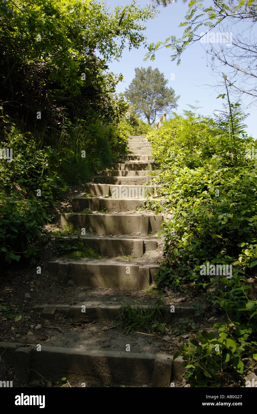 Passaggi tagliati in collina aiuti il ripido a piedi al vertice di Leith Hill, Surrey, Inghilterra, Regno Unito Foto Stock