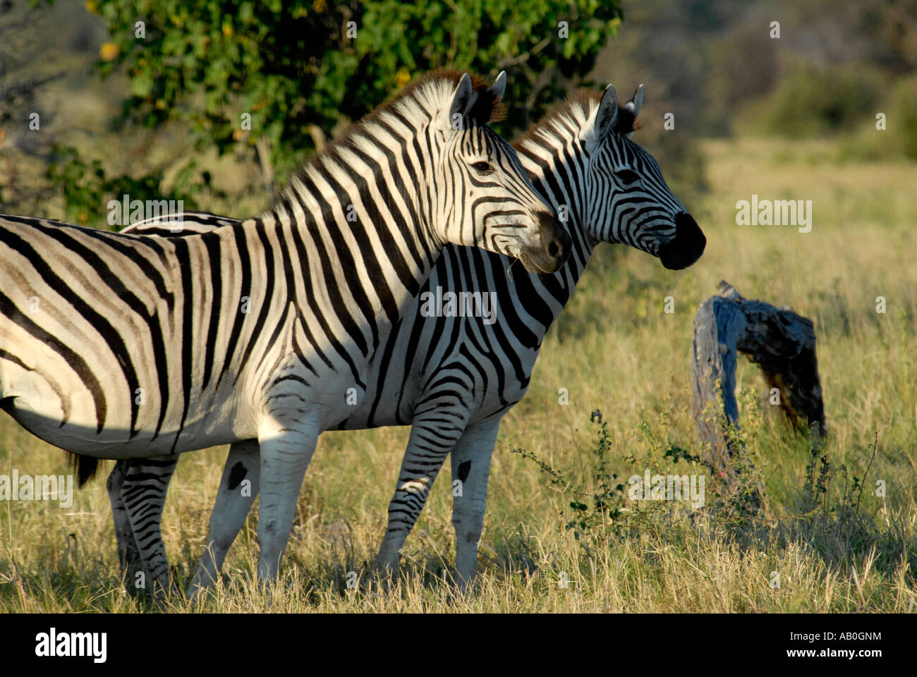 Due Burchells zebre Okavango Delta Botswana Sud Africa Foto Stock