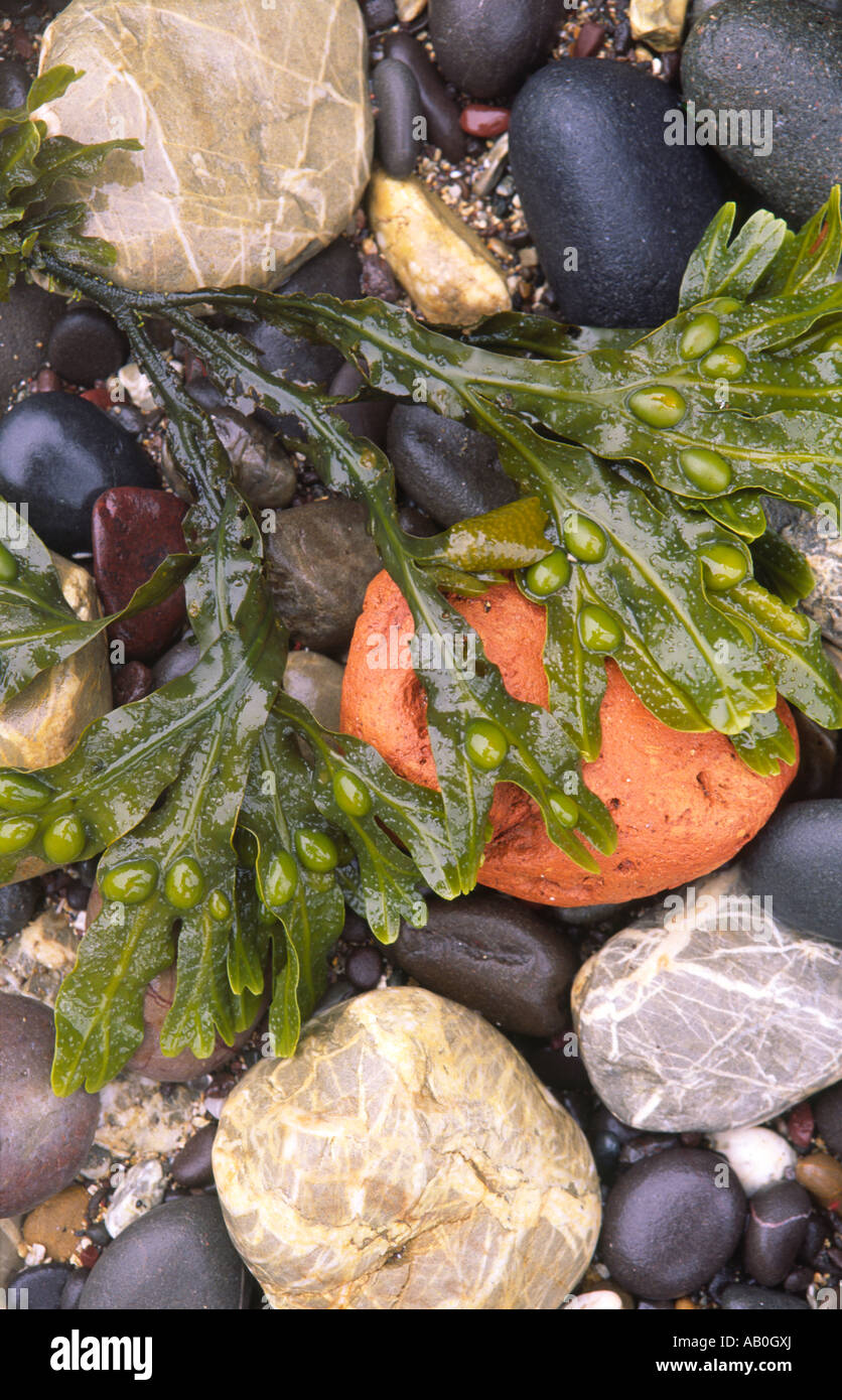 Un wet spiaggia ciottolosa dal mare diverso ciottoli colorati e di alghe sulla spiaggia Scottish Borders Scotland Regno Unito Foto Stock