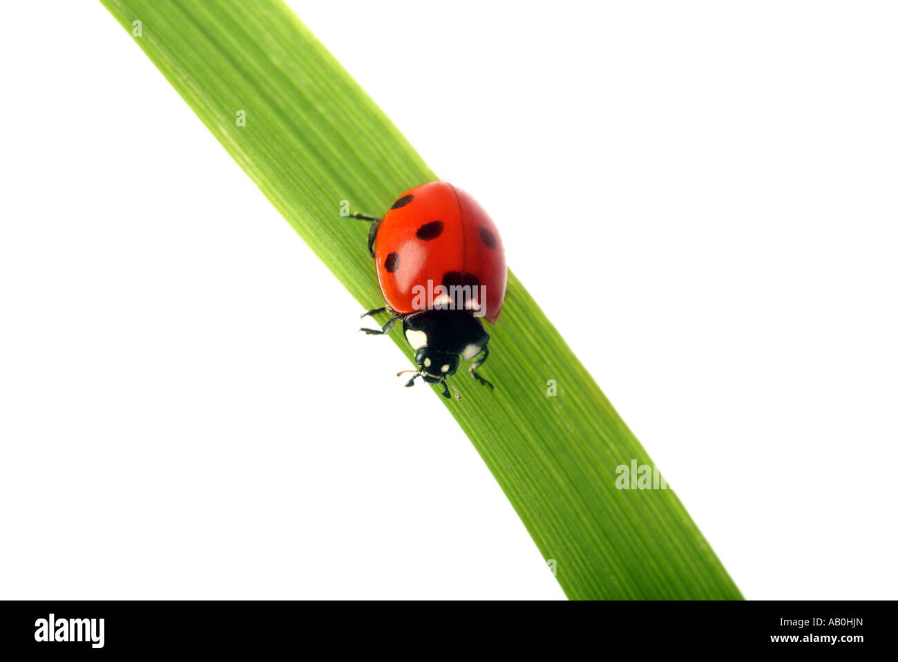 Rosso Coccinella su un'erba Foto Stock