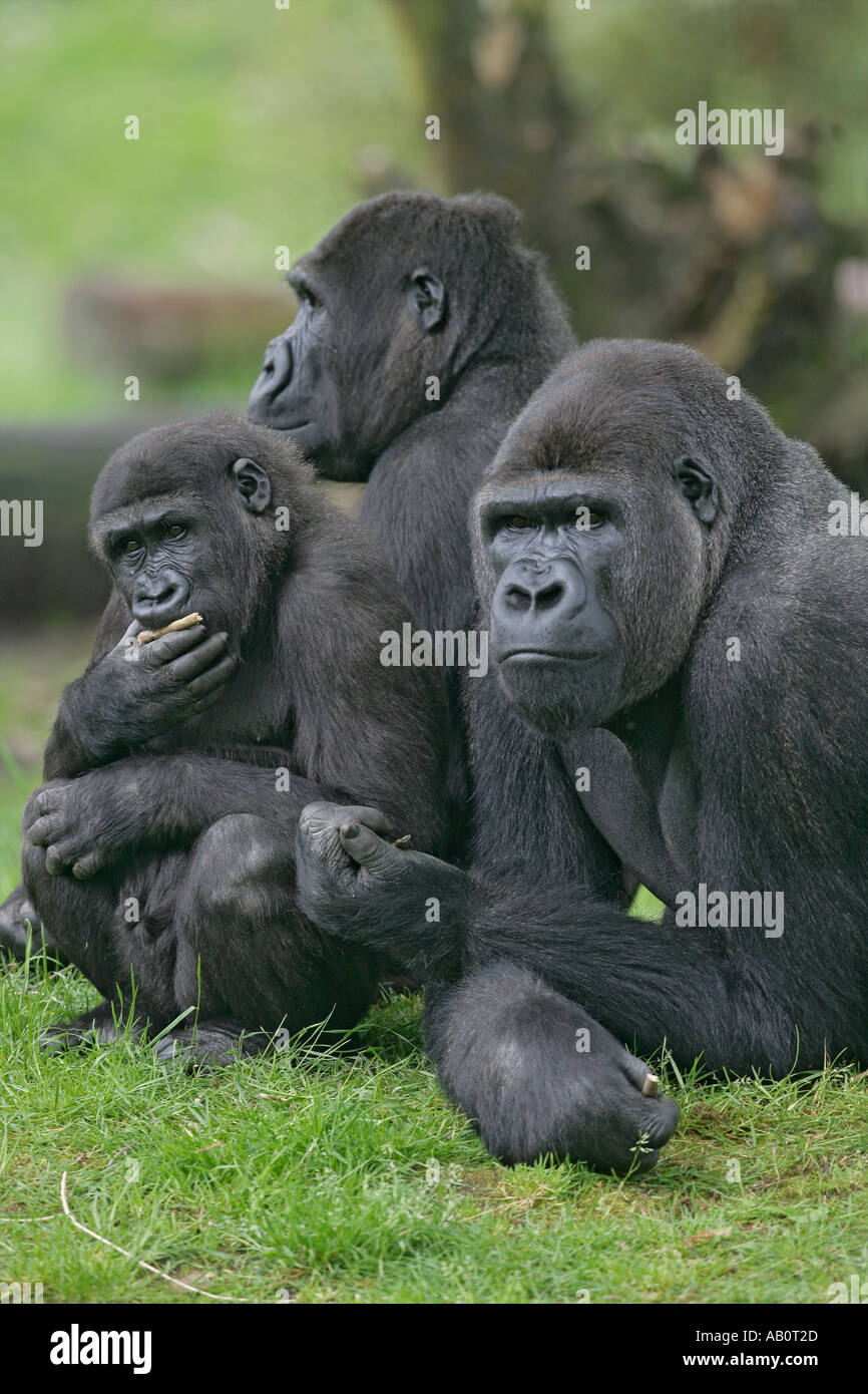 Pianura gorilla gorilla Gorilla Foto Stock