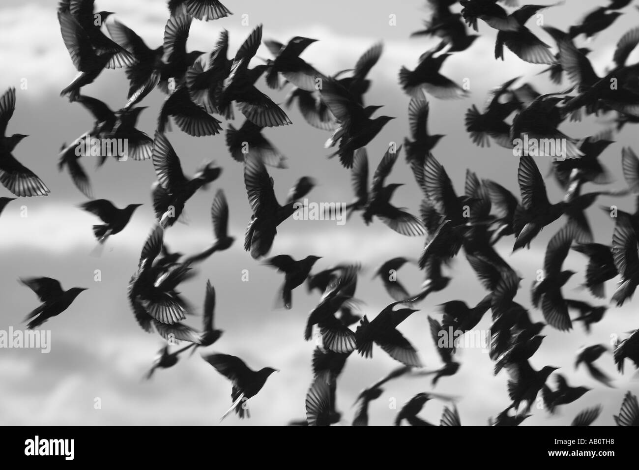 Stormo di storni (Sturnus vulgaris), il Galles del Nord, Regno Unito Foto Stock