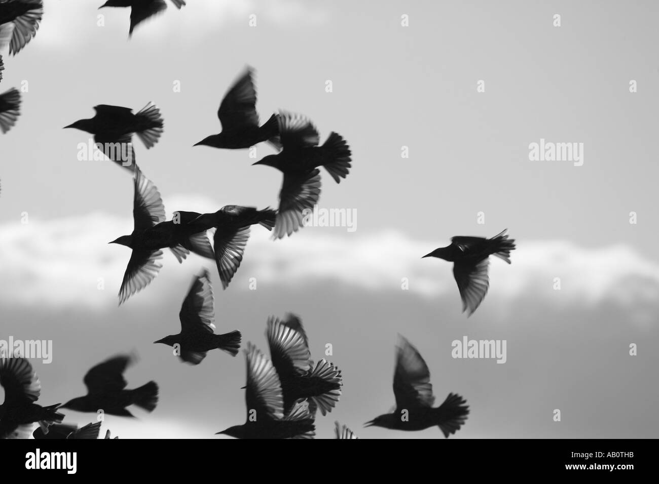 Stormo di storni (Sturnus vulgaris), il Galles del Nord, Regno Unito Foto Stock