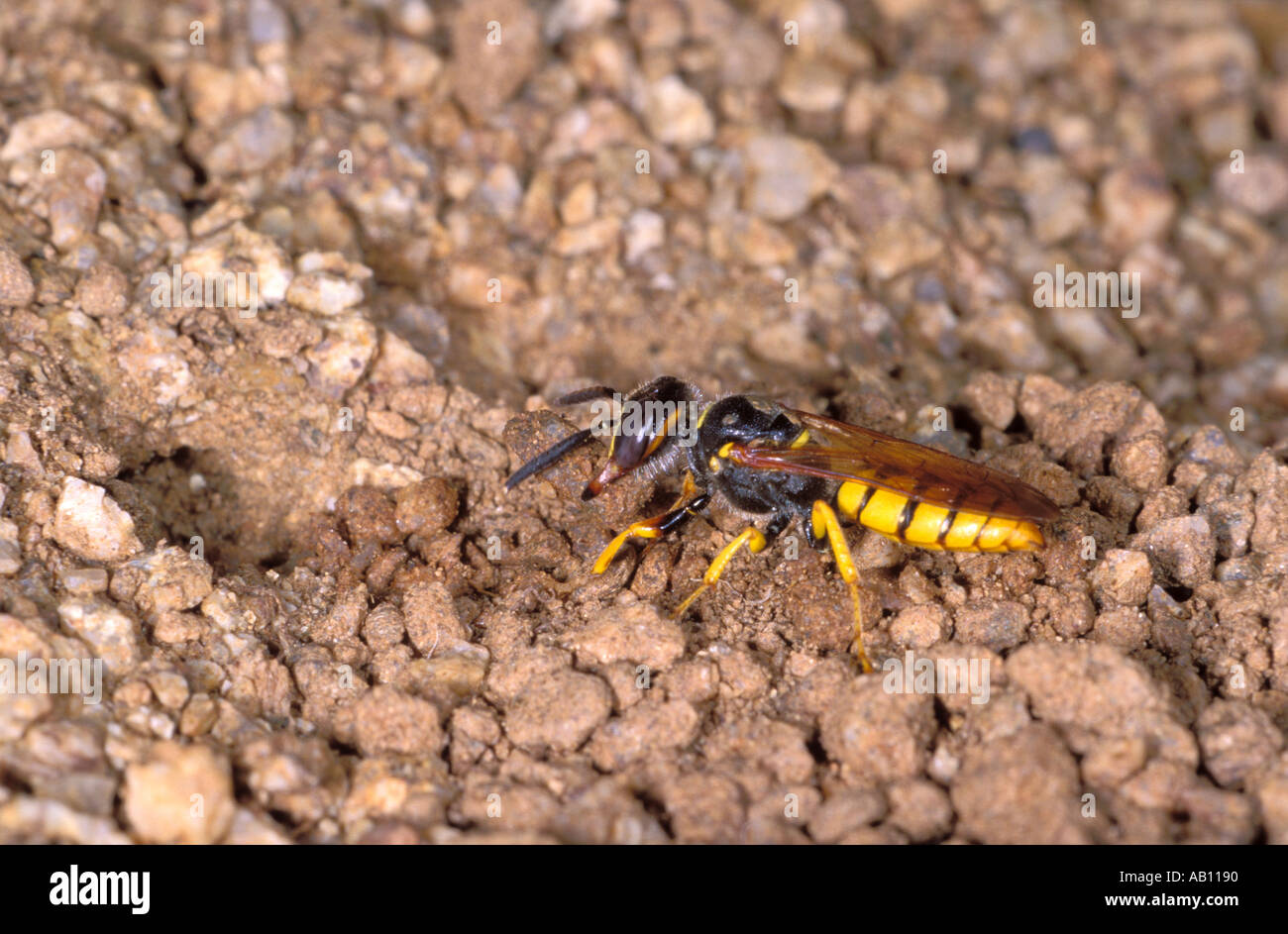 Bee-killer Wasp, Philanthus triangulum. Lo spostamento di ghiaia e sabbia dal suo nido Foto Stock