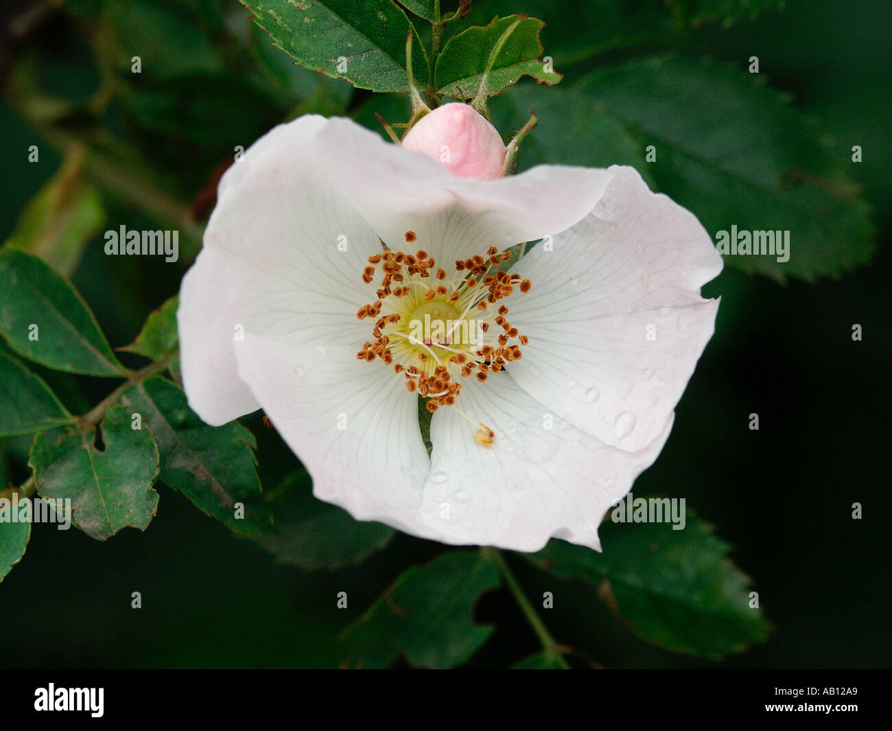 Rosa inglese gran bretagna rosa canina selvaggio fiore bianco piuttosto attraente bloom Inghilterra gran bretagna aroma profumo odore rosa rosac Foto Stock