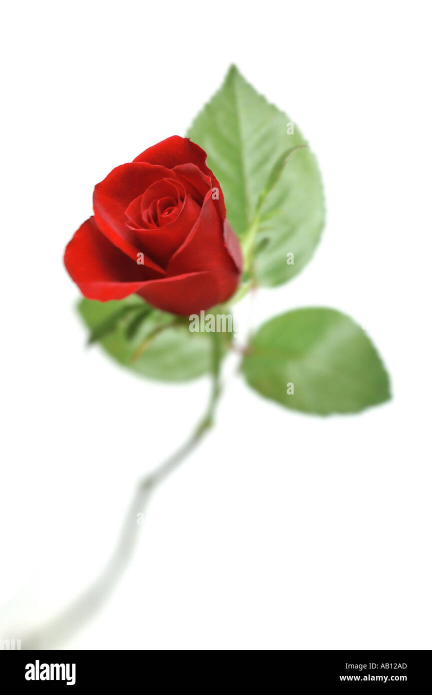 Red Rose su sfondo bianco Foto Stock