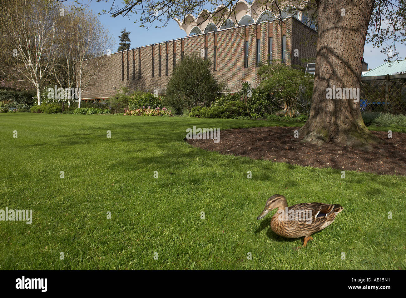 MALLARD DUCK sul prato di fronte della sala principale a Fitzwilliam College di Cambridge University in Inghilterra Foto Stock