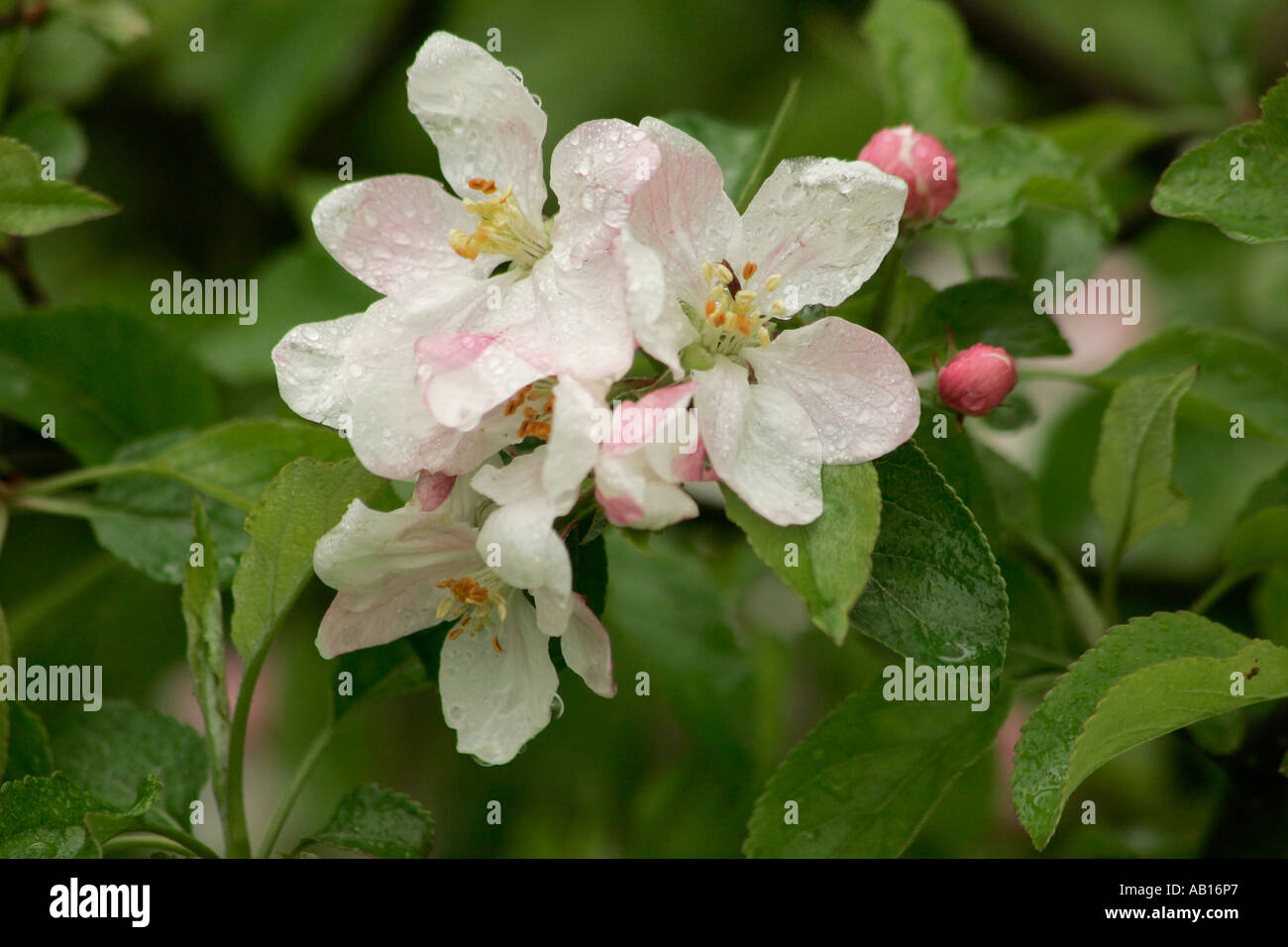 Apple Blossom in primavera dopo la doccia a pioggia. Foto Stock