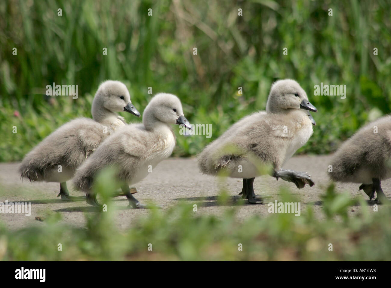 Cigno Cygnets (Cygnus olor) marciando in una riga che segue il genitore. Foto Stock