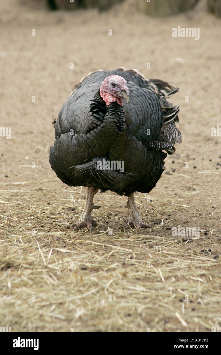 Norfolk Black turchia (Meleagris gallopavo) in piedi nel cortile. Regno Unito Foto Stock