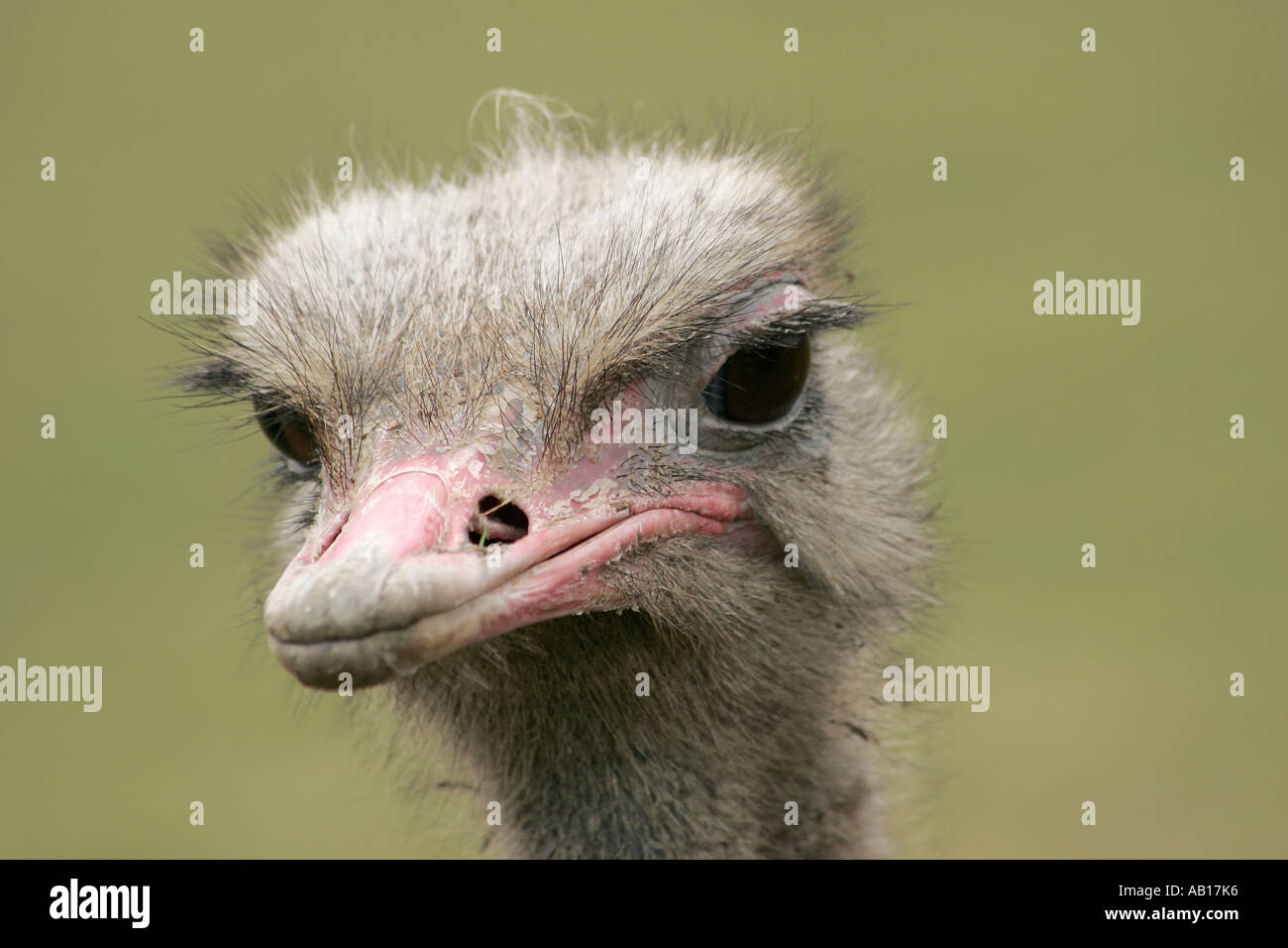 Un singolo adulto comune (struzzo Struthio camelus) di guardare direttamente la fotocamera Foto Stock