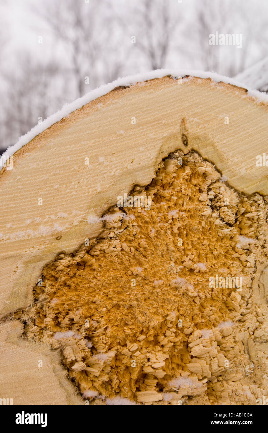 Un log tagliato con un marcio centro avrà come fine di legna da ardere Foto Stock