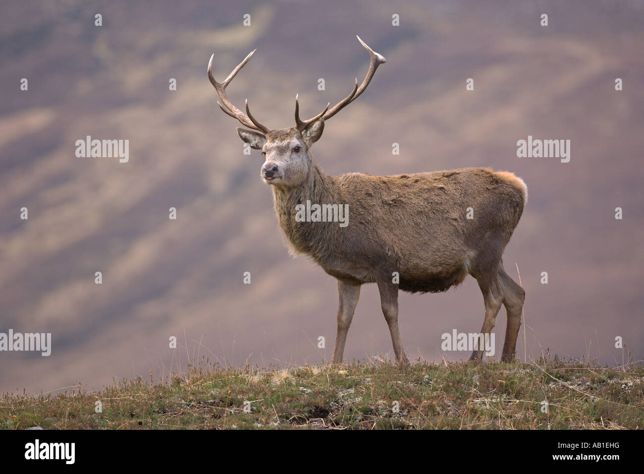 Red Deer Cervus elaphus cervo a Scottish glen Alladale Sutherland Scozia Febbraio Foto Stock