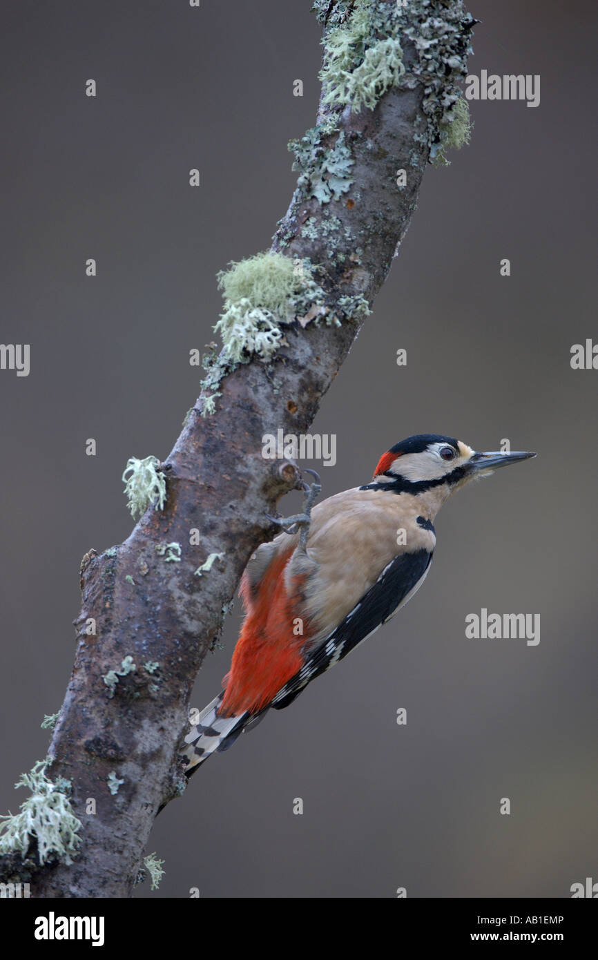 Picchio rosso maggiore Dendrocops major maschio adulto sul ramo di betulla Scozia Febbraio Foto Stock