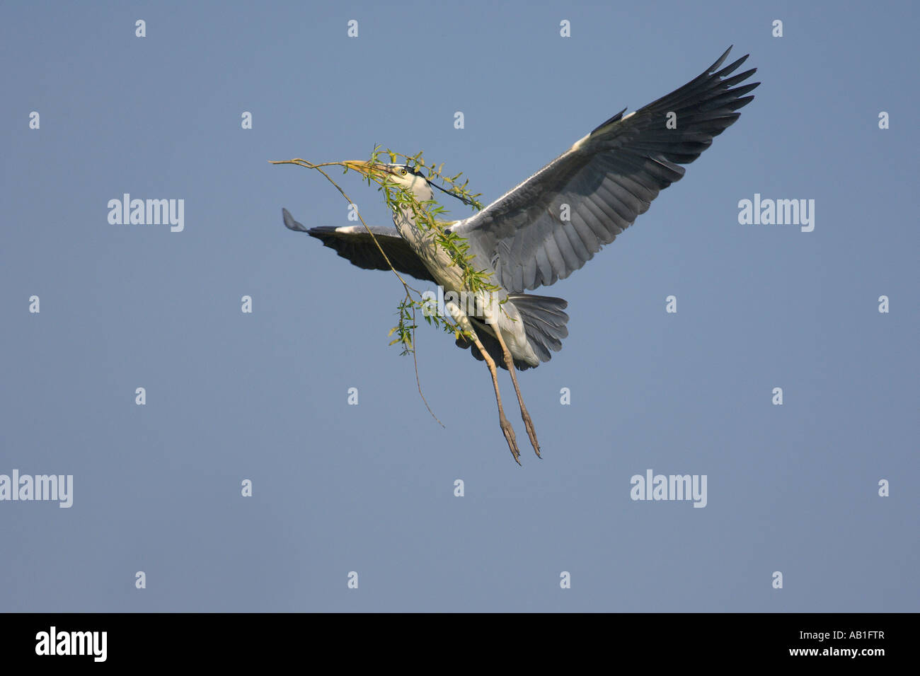 Airone cenerino Ardea cinerea adulto in volo con materiale di nido vicino garzaia Hertfordshire Inghilterra Aprile Foto Stock