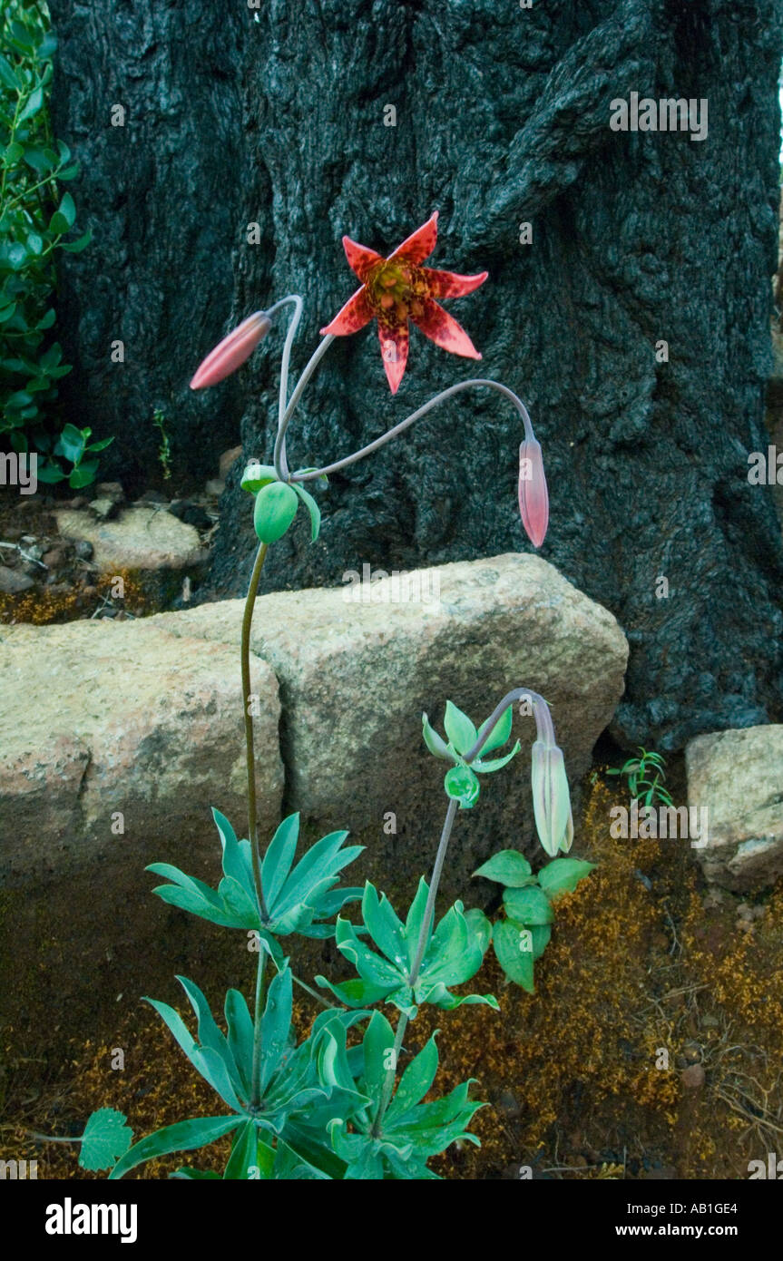 Fiore, Bolander's Lily (Lilium bolanderi) sono endemiche sotto albero bruciato biscotto zona incendio, Rough and Ready Creek, Siskiyous Foto Stock