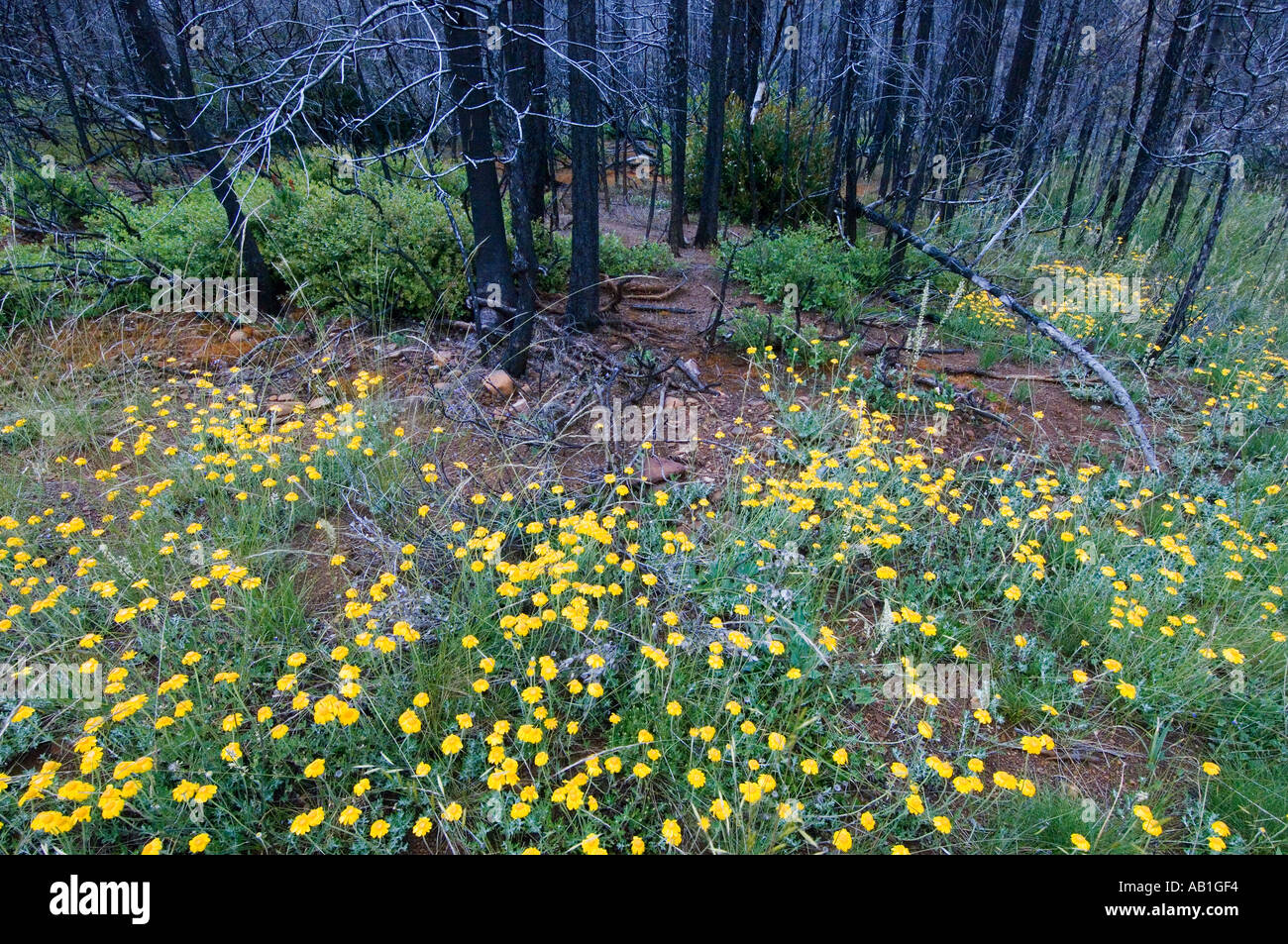 USA OREGON Wildlflowers nell area del biscotto 2002 area fuoco Rough and Ready Creek SISKIYOU MOUNTAINS Foto Stock