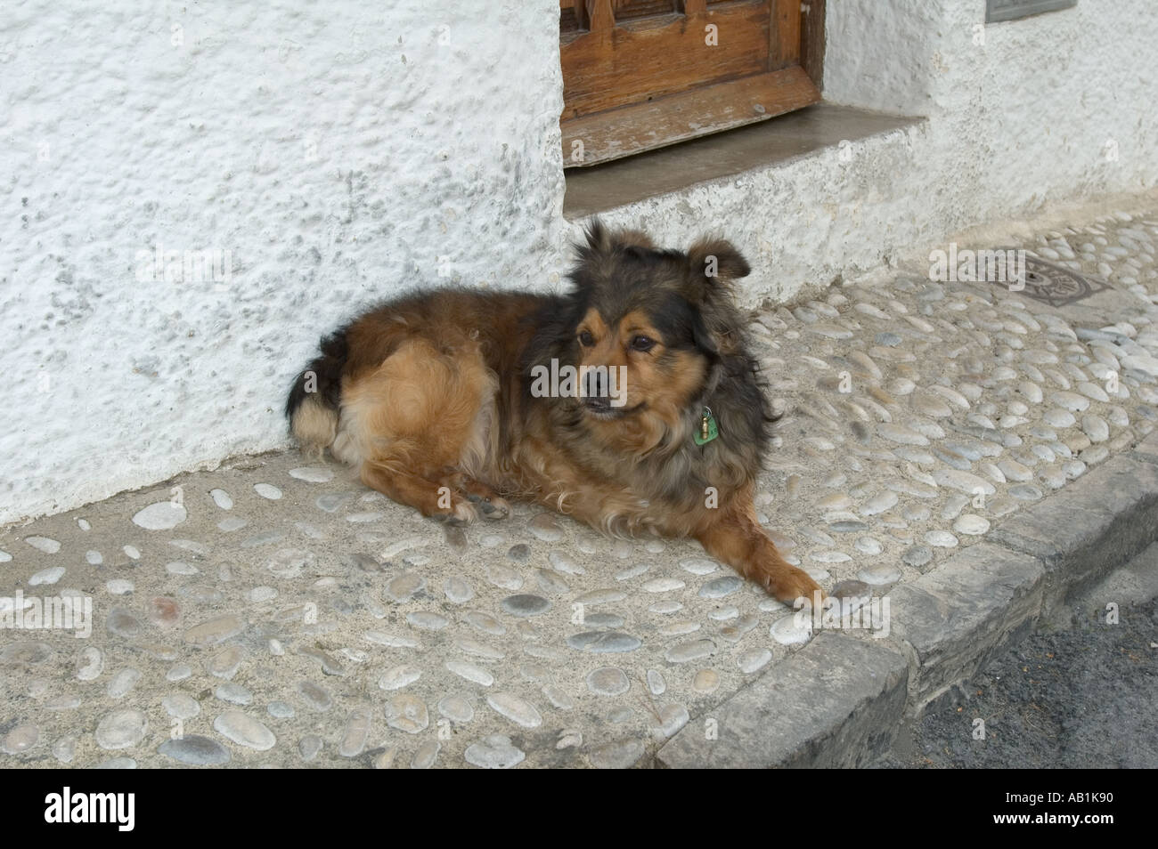 Cane su tre zampe e nella città vecchia di Altea Costa Blanca Spagna Foto Stock