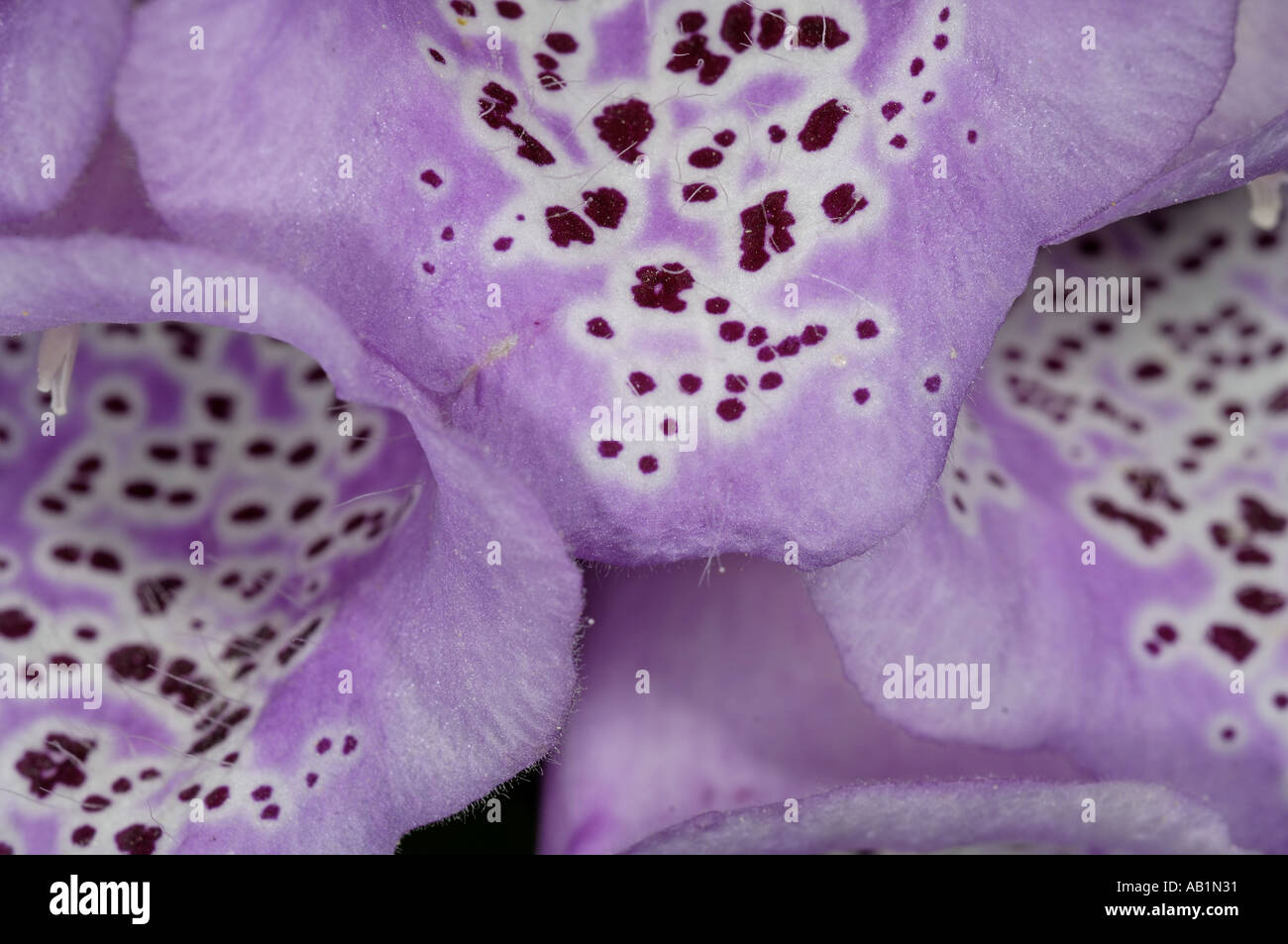 Close up Foxglove fiori Digitalis purpurea Foto Stock