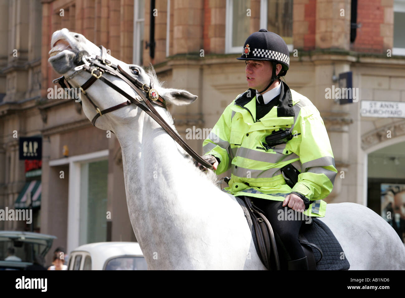 Bianco cavallo di polizia neighing giocando cavallo adulto cavalli zoccolo utilizzabile a indovinare mammiferi consiglia islandese estati animale giorni col Foto Stock