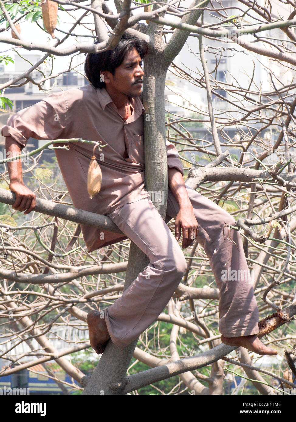 Indiano salite ventola alta nella struttura ad albero per guardare i test match in Wankhede Stadium Churchgate di Bombay in India Foto Stock
