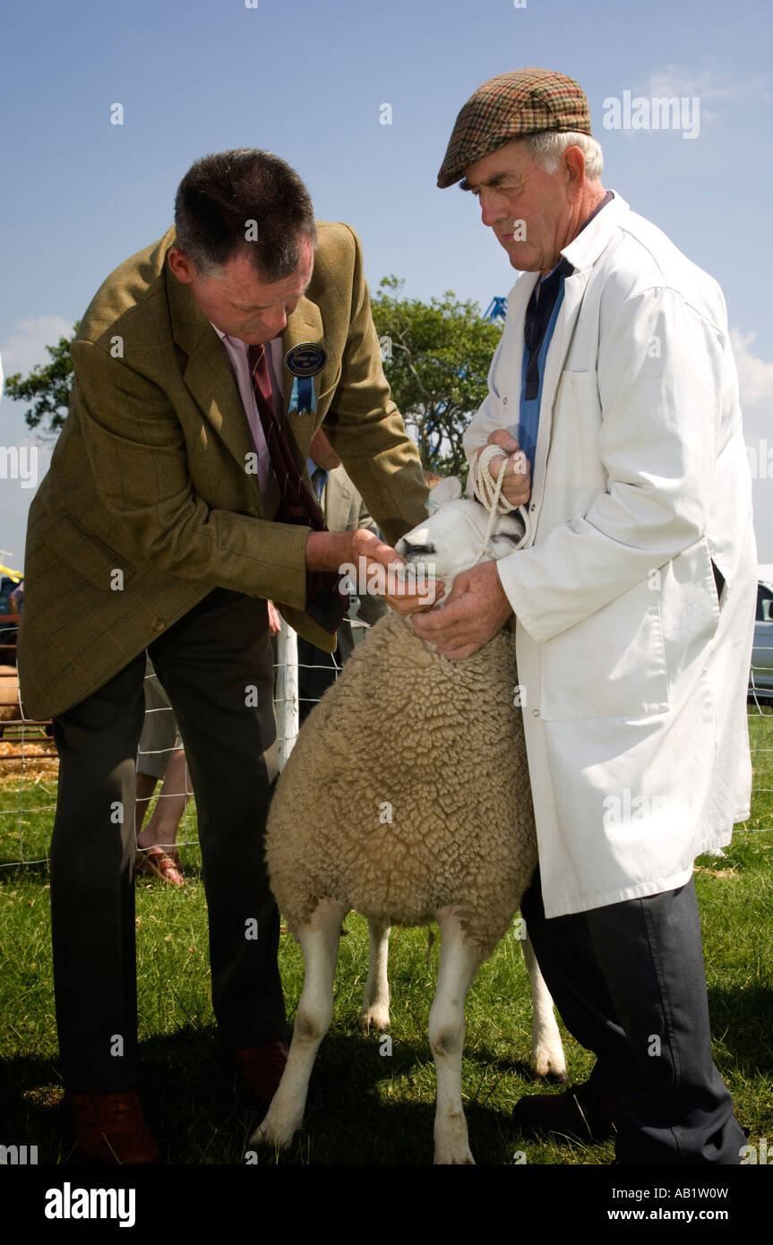 A giudicare le pecore Aberystwyth spettacolo agricolo 9 giugno 2007, Wales UK Foto Stock