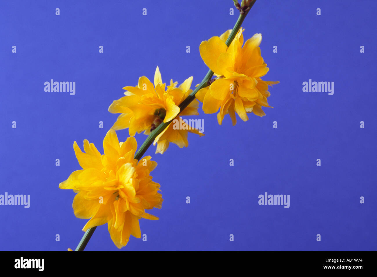 Il ramo con fiori di Kerria japonica su sfondo blu Foto Stock