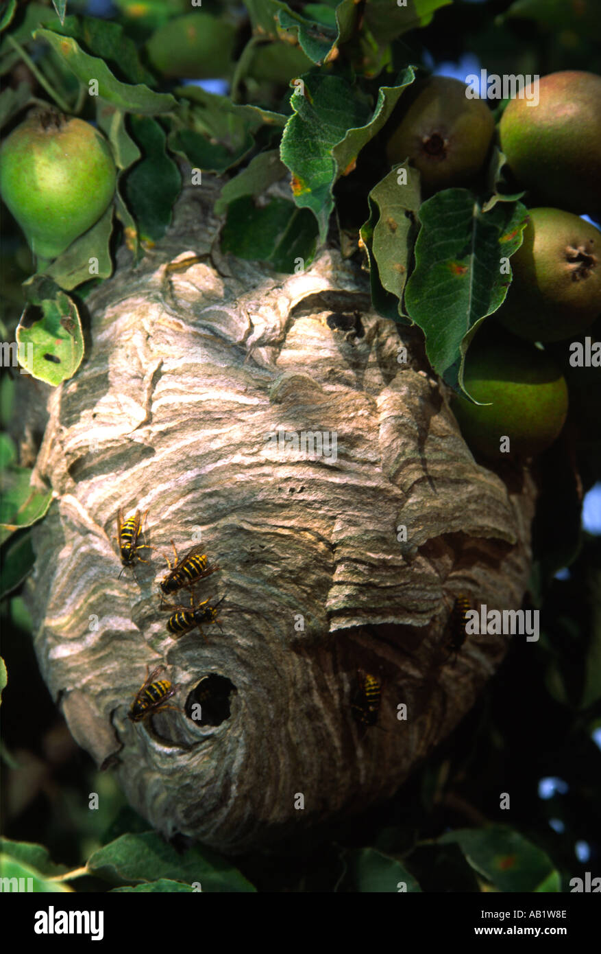 Vespe sul loro nido in un albero di pera, Olanda Foto Stock