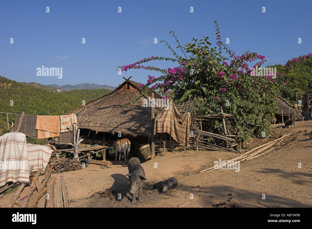Myanmar stato Shan Kengtung Ann suini del villaggio vicino a casa di paglia Foto Stock