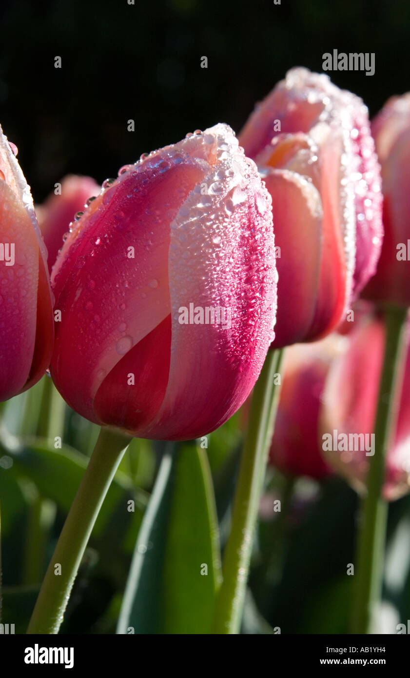 I tulipani coperto di rugiada Foto Stock