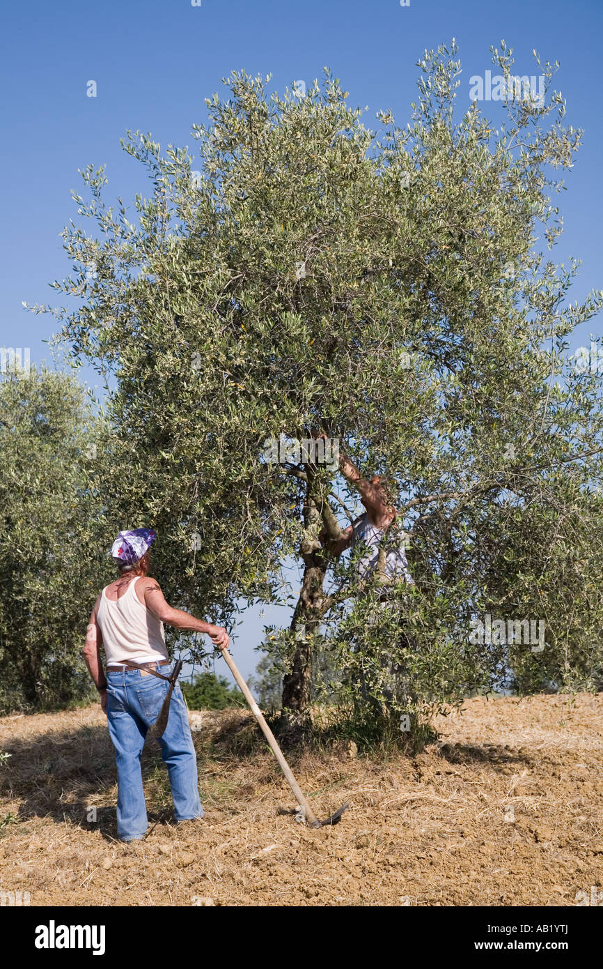 Lavoratori agricoli italiani. Coltivatore potatura di olivi, utilizzando long albero cesoie in primavera. Paesaggi di San Quirico d'Orcia, Toscana Italia, Europa, UE Foto Stock