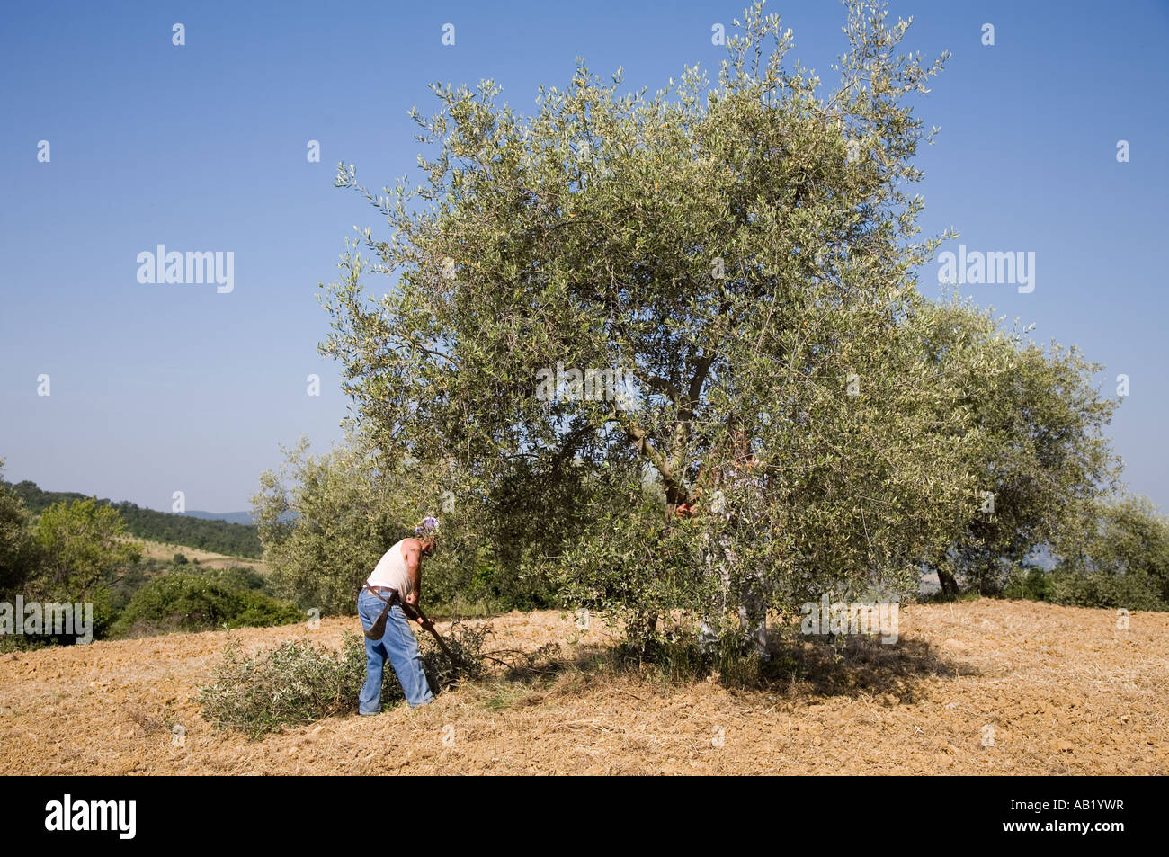 Lavoratori agricoli italiani. Coltivatore potatura di olivi, utilizzando long albero cesoie in primavera. Paesaggi di San Quirico d'Orcia, Toscana Italia, Europa, UE Foto Stock