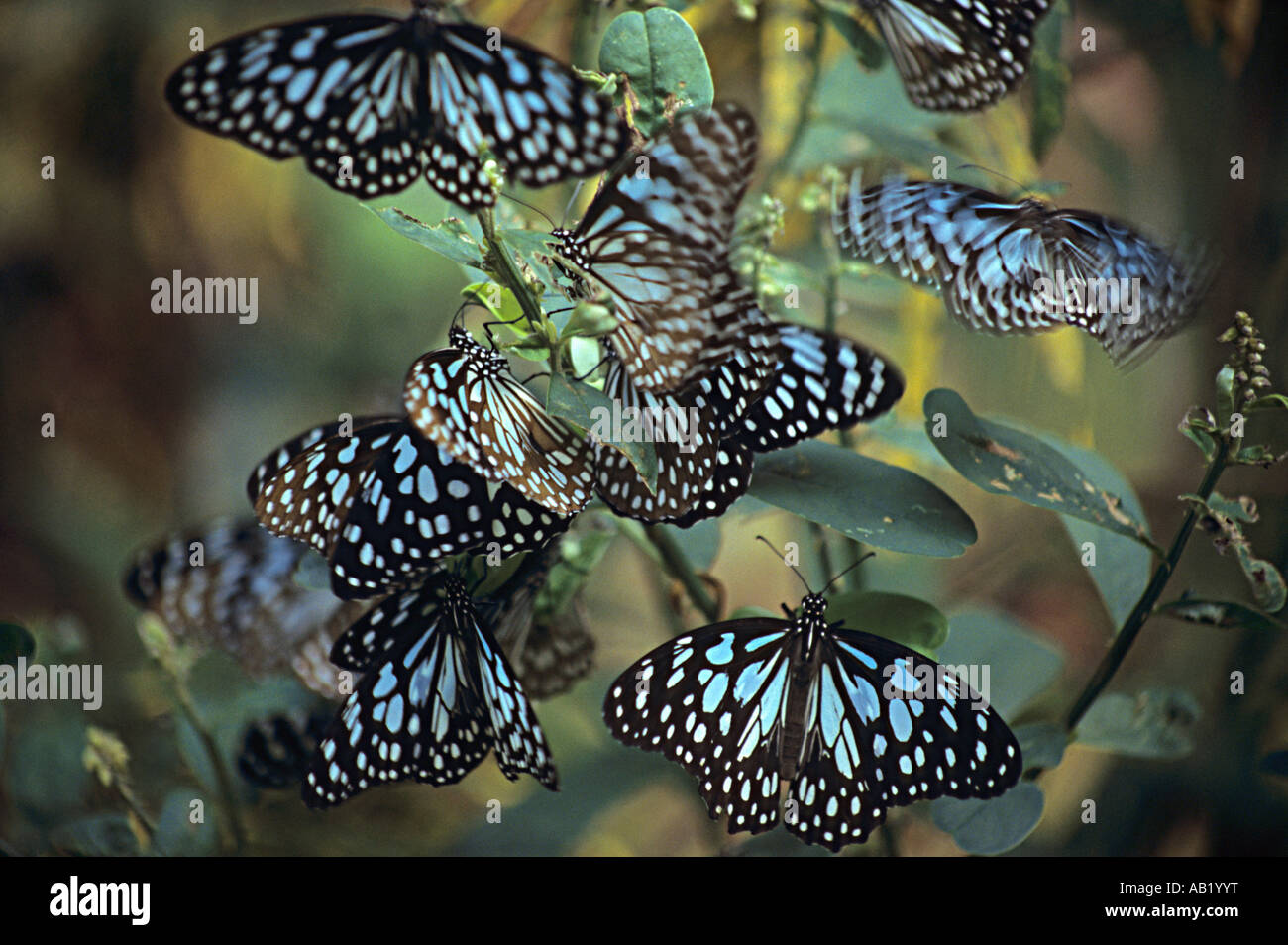 Blue Tiger farfalle a Phansad Wildlife Sanctuary, Janjira Murud / Roha, India Nymphalidae : Spazzola Footed farfalle Foto Stock