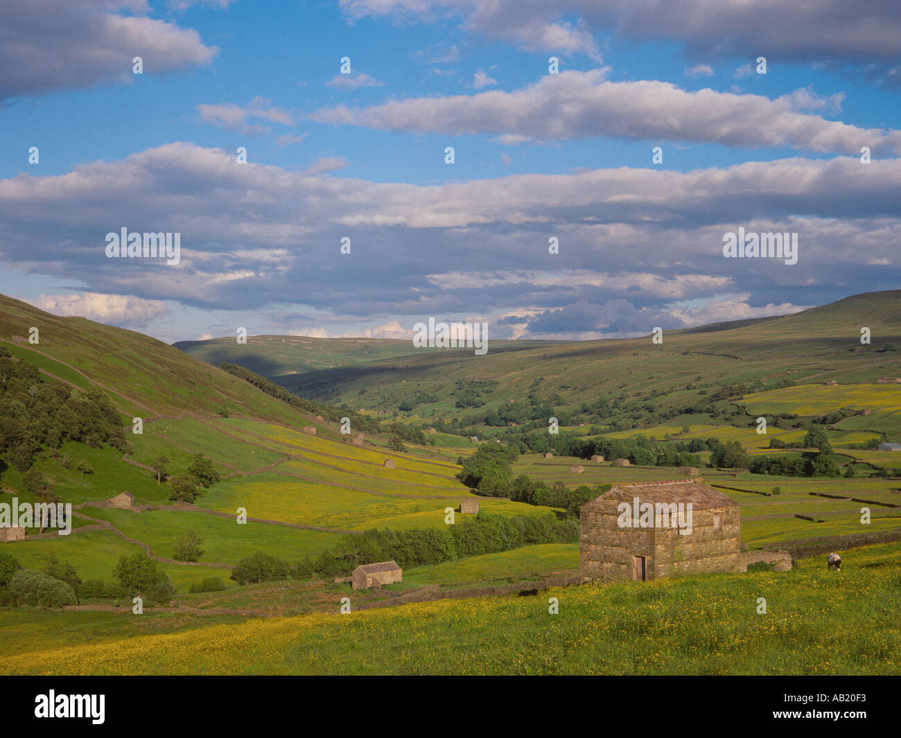 Guardando verso est su Swaledale vicino Thwaite Yorkshire Dales England Regno Unito Foto Stock