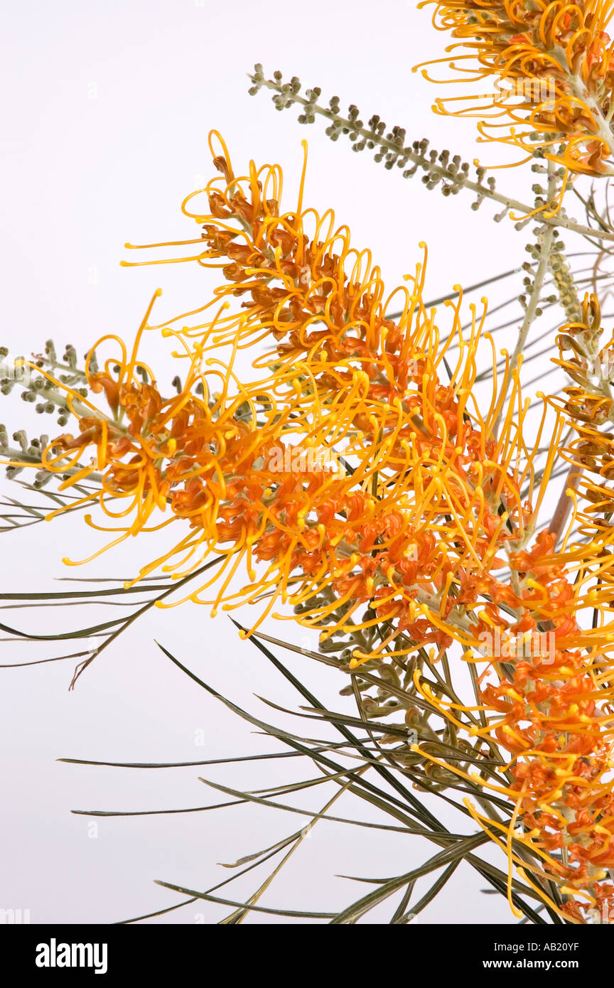 Fotografia di stock di un australiano nativo di grevillea fiore. DSC 9277 Foto Stock