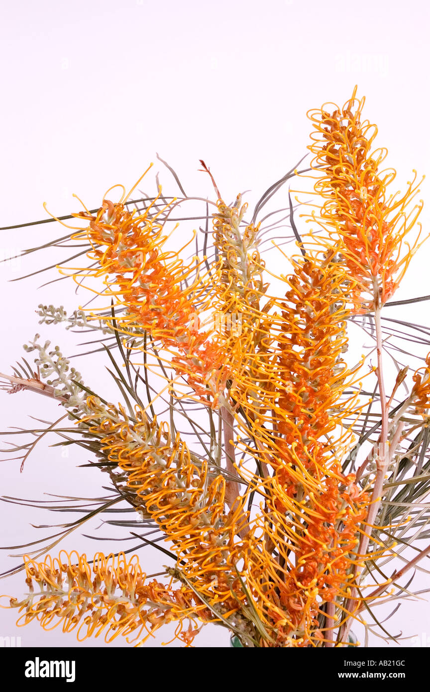 Fotografia di stock di nativi Australiani grevillea fiori. DSC 9286 Foto Stock