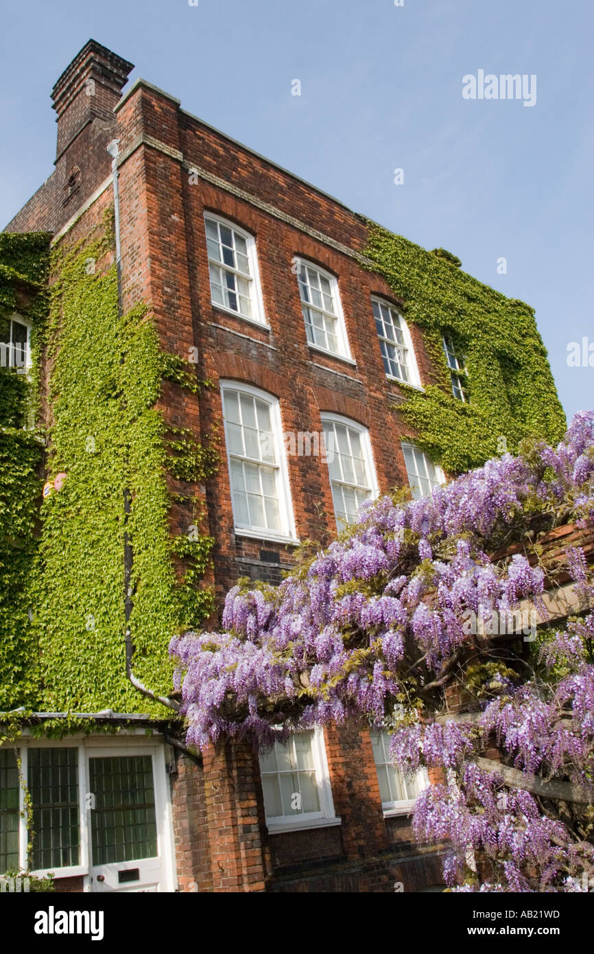 Il Glicine sul Hollytrees museo di storia sociale Colchester Essex REGNO UNITO Foto Stock