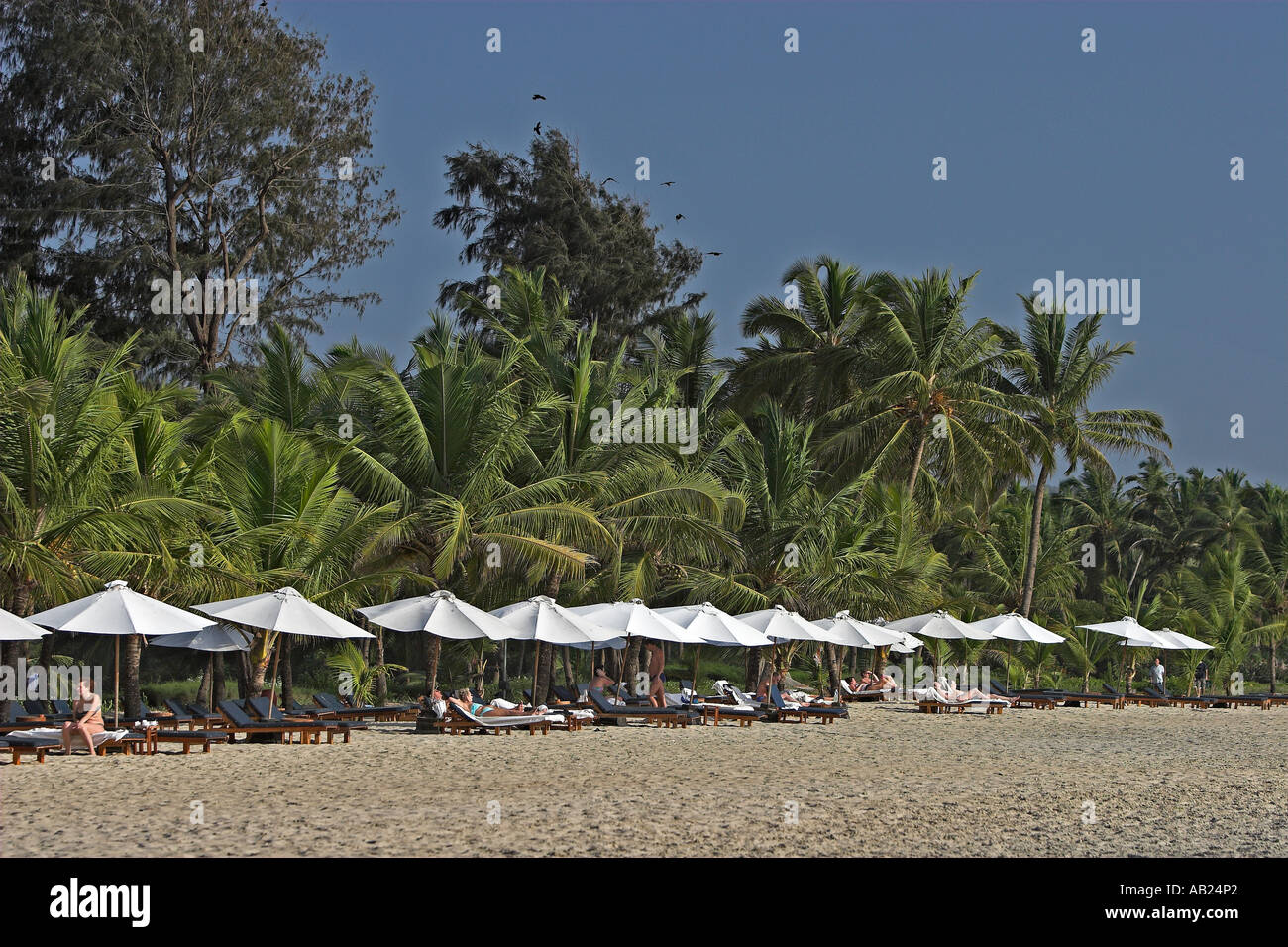 Le palme di lettini ed eleganti ombrelloni da spiaggia al di fuori di lusso Resort Leela Mobor Beach Goa in India Foto Stock