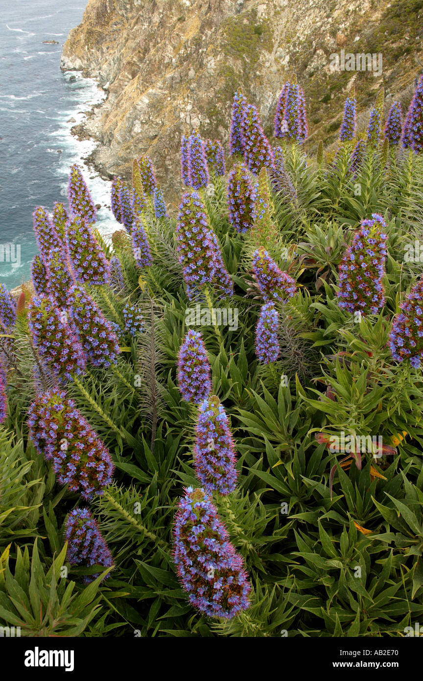 Big Sur Costa con fiori selvaggi a sud di Big Sur in California Foto Stock