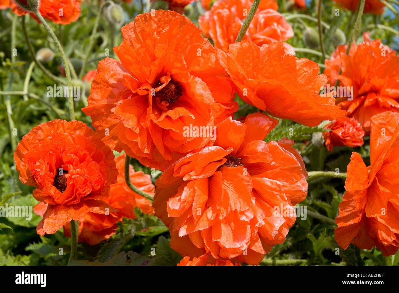 dh campo papaveri PAPAVERO Regno Unito Red papavero teste a lato della strada di campagna fiori selvatici fiore fiori primo piano scozia primo piano Foto Stock