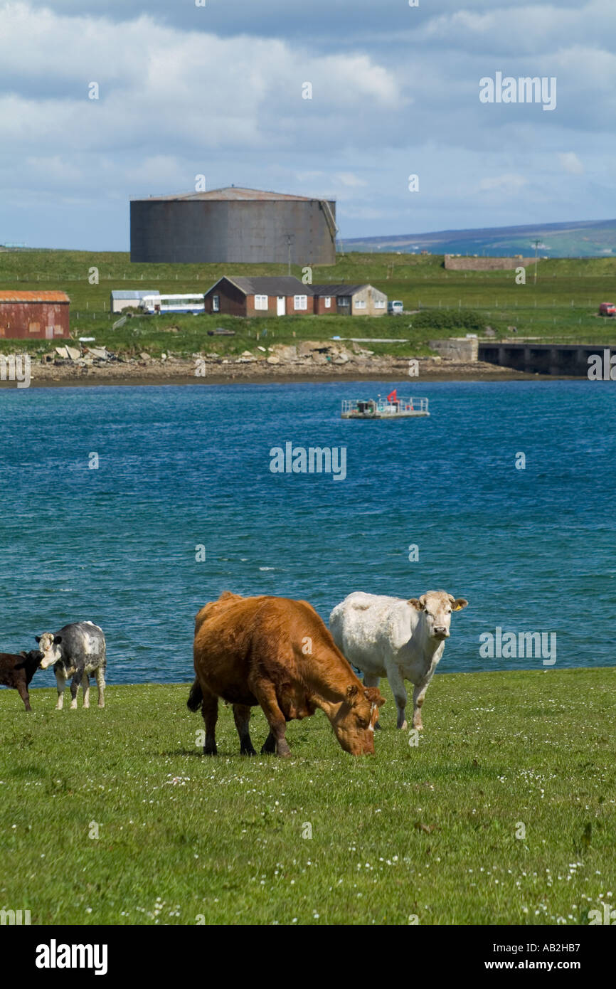 Dh Lyness HOY ORKNEY bovini da carne pascolare nel campo posto sopra il centro del patrimonio serbatoio olio vacche Foto Stock