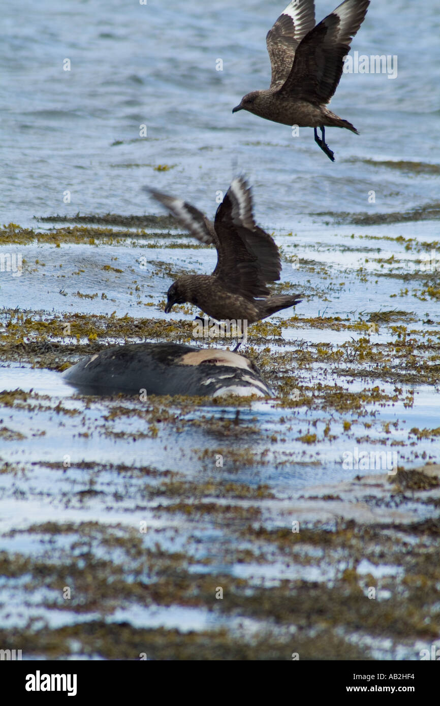 dh Great Skua SKUAS SCOTLAND Stercorarius Skua atterrando su morti foca carcassa scavenging uccelli marini uk Foto Stock