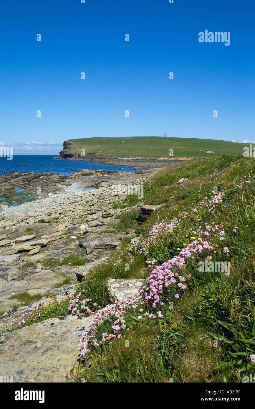 dh Marwick Bay BIRSAY ORKNEY Sea picks Thrift Armeria maritima Fiori selvatici Scozia costa fiore di primavera Foto Stock