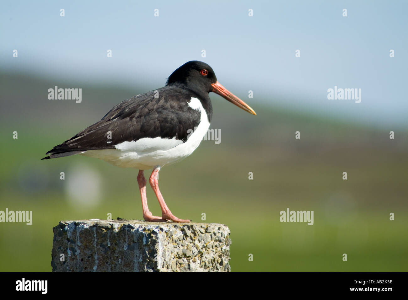 dh Haematopus ostralegus WADERS SCOZIA Eurasian Oyster catcher Haematopus uccello comune pied Oystercatcher Wader uccelli uk estate palaearctic Foto Stock