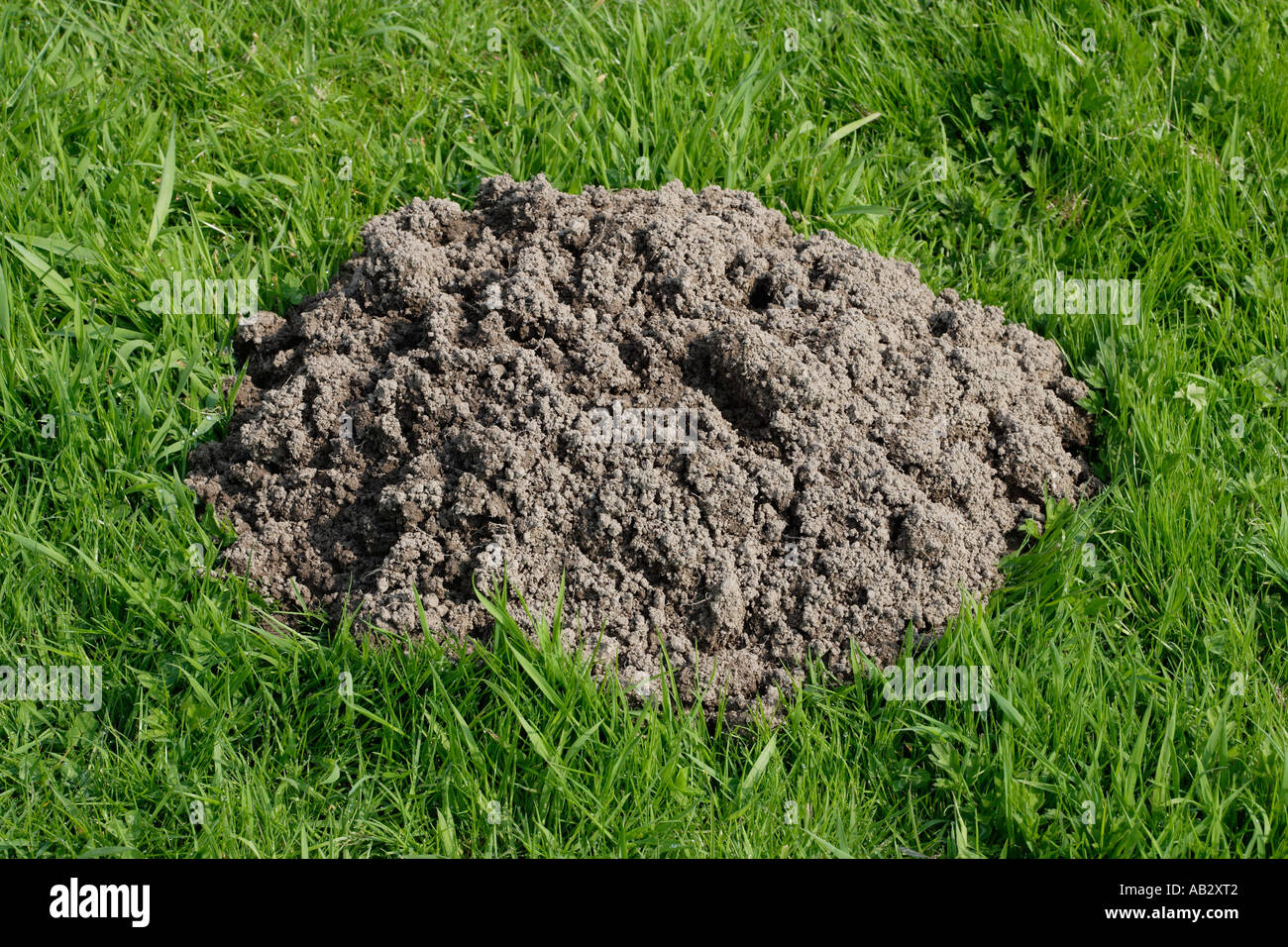 Mole hill. Messa a terra su un prato Foto Stock