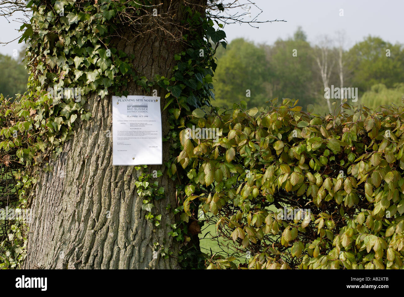 Un avviso per la richiesta di pianificazione al pubblico. Collegato a un albero. Foto Stock