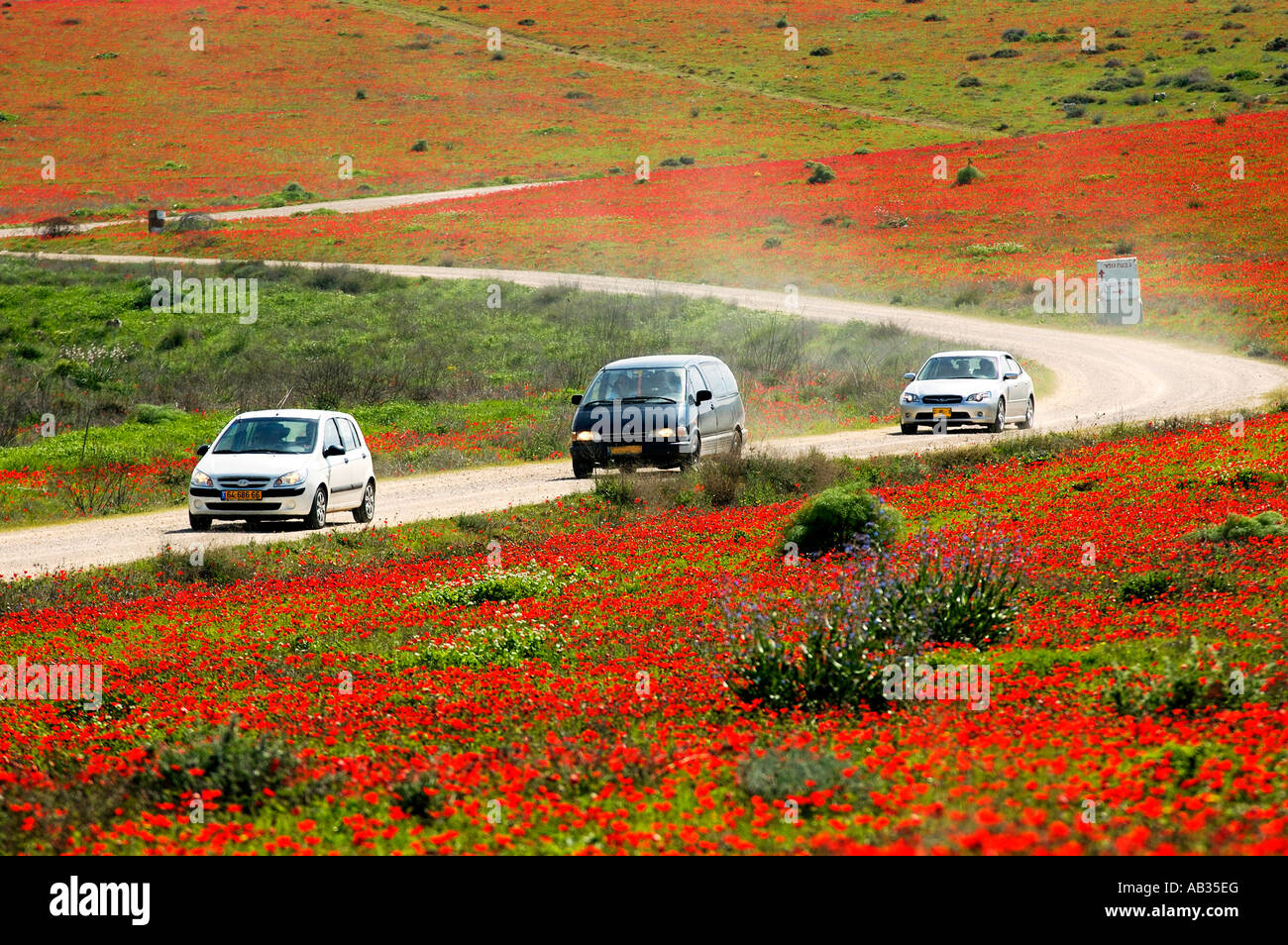 Israele Negev Cars driving attraverso un campo rosso dei papaveri Marzo 2007 Foto Stock