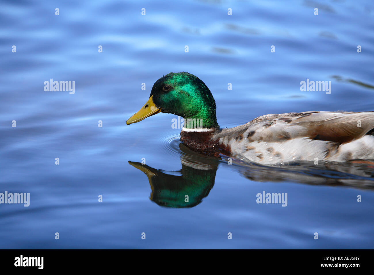 Mallard duck in acqua Foto Stock